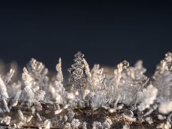 Close-up of frozen plants on land