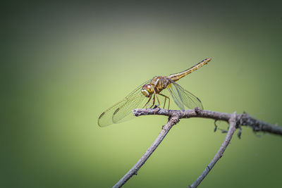 Close-up of dragonfly on plant