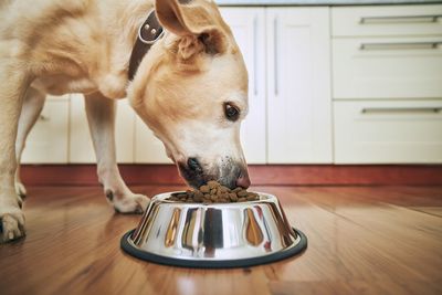 Close-up of a dog on table at home