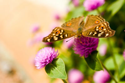 Close-up of butterfly pollinating on purple flower