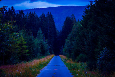 Road amidst trees in forest