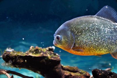 Close-up of fish swimming in sea