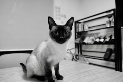 Portrait of cat sitting on floor