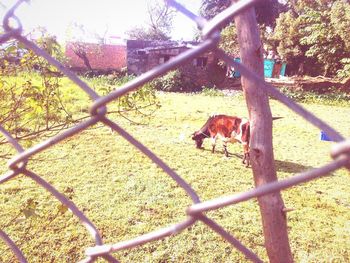 Cat standing on field seen through chainlink fence