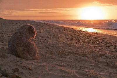 Scenic view of sea at sunset