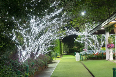 Footpath amidst plants in garden