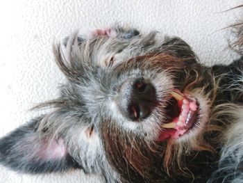 Close-up of a dog lying down