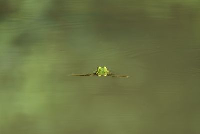 Grasshopper on a lake