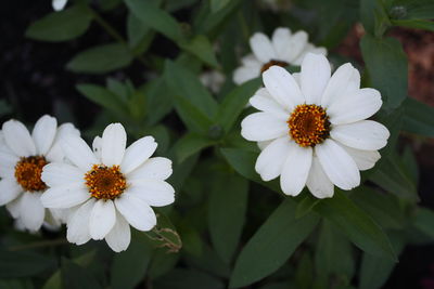 Close-up of white flowering plants