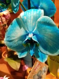 Close-up of blue flower