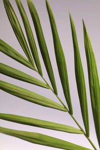 Close-up of palm leaves