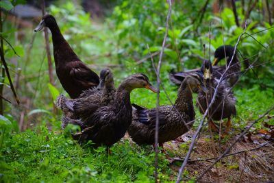 Ducks in a field