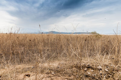 Scenic view of field against sky