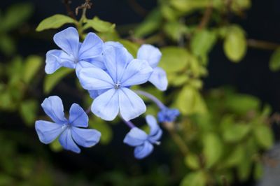 Close-up of purple flowers blooming outdoors