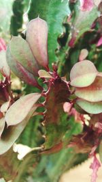 Close-up of flowers