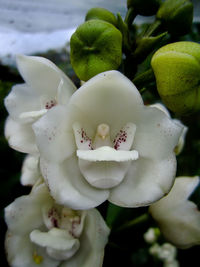 Close-up of white flowering plant