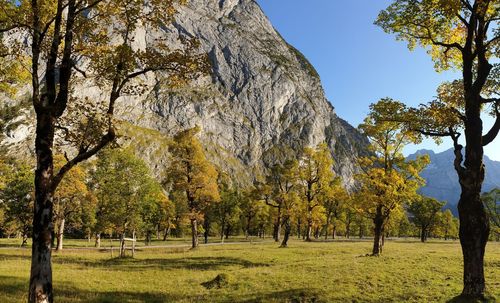 Trees on field against sky during autumn