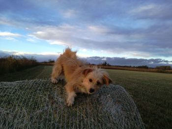 Dog on the field