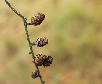 Close-up of pine cone on plant