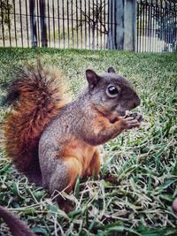 Squirrel on grass