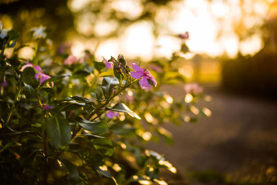 Close-up of pink flowering plant