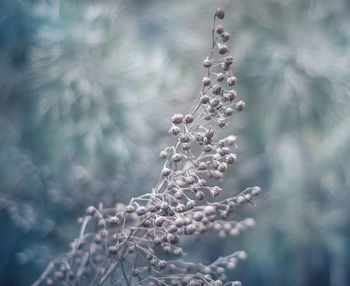 Close-up of plant