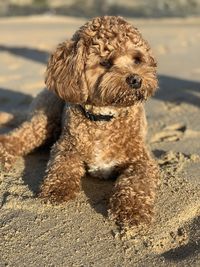 Dog relaxing on sand