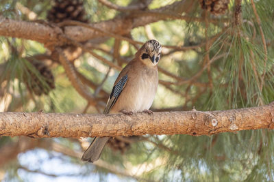 Bird perching on a tree