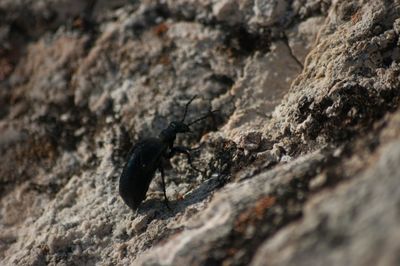 Close-up of insect on rock