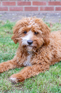 Portrait of dog relaxing on field