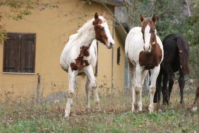 Horses standing in a field