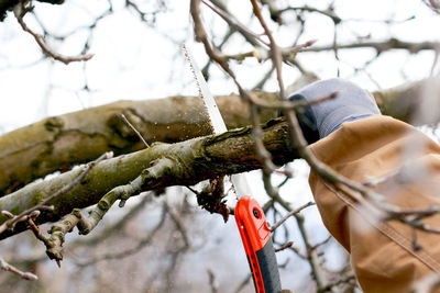 Close-up of frozen tree during winter