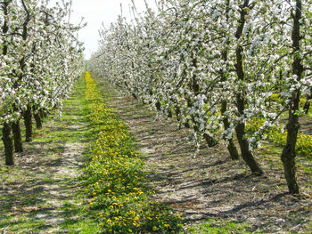 Ivy growing on tree against sky