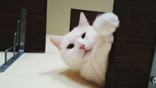 Close-up portrait of cat at home