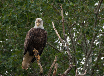 Bird perching on tree trunk