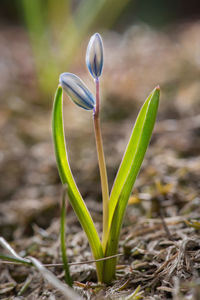 Close-up of plant growing on field