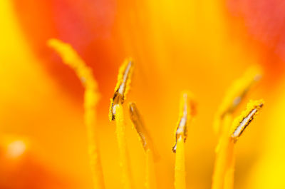 Close-up of orange on yellow plant