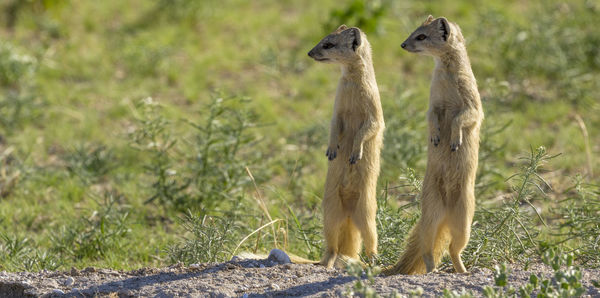Yellow mongooses at etosha, a national park of namibia