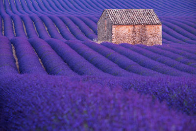 Full frame shot of lavender on land