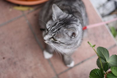 High angle close-up of cat sitting outdoors