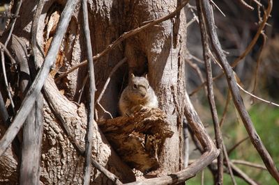 Cat sitting on branch of tree