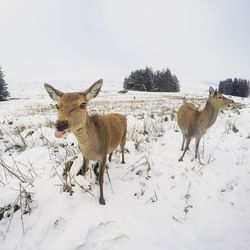 Deer on field against clear sky during winter