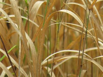 Close-up of stalks in field