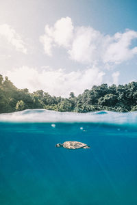 Green turtle swimming in the sea of costa rica at coco island