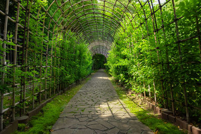 Footpath amidst plants