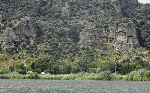 Trees growing by river against buildings