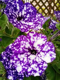 Close-up of purple flowers blooming outdoors