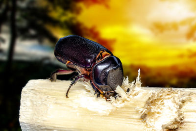 Close-up of bee on wood