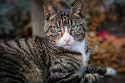 Close-up portrait of a cat