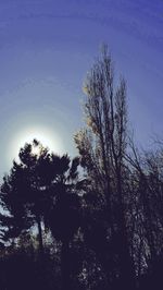 Low angle view of silhouette trees in forest against sky